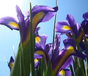 Love at First Plight News - Irises in sunlight