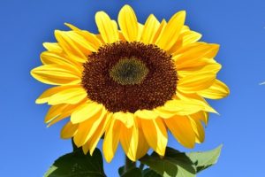perspective-book-3-summer-update-a-happy-sunflower